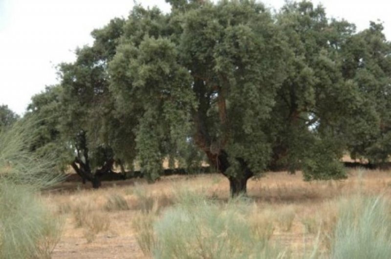 Foto Finca en Venta en Valencia de Alcántara, Caceres - € 4.000.000 - FIV2280 - BienesOnLine