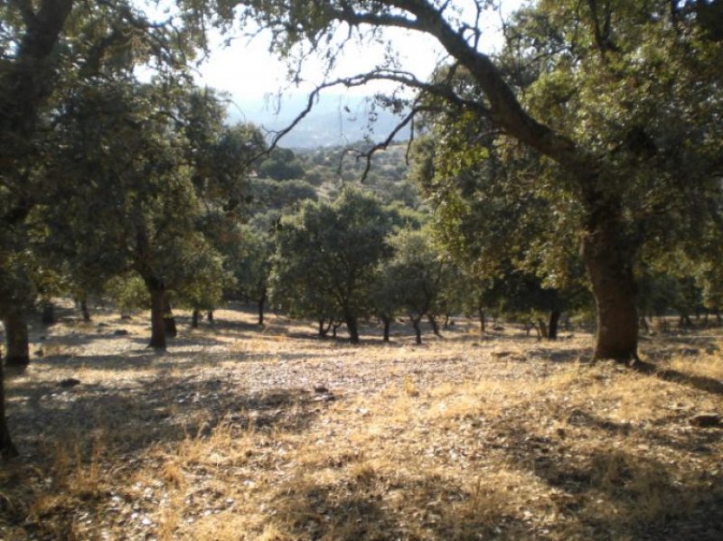 Foto Finca en Venta en Valle de los Pedroches, Villanueva de Córdoba, Cordoba - 49 hectareas - € 210.000 - FIV5340 - BienesOnLine