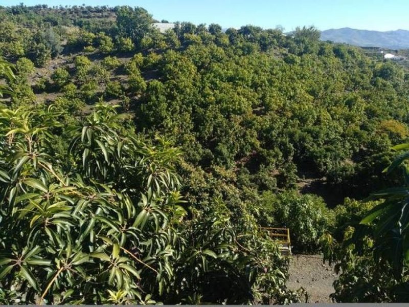 Foto Finca en Venta en Almuñécar, Granada - 7 hectareas - € 350.000 - FIV11559 - BienesOnLine