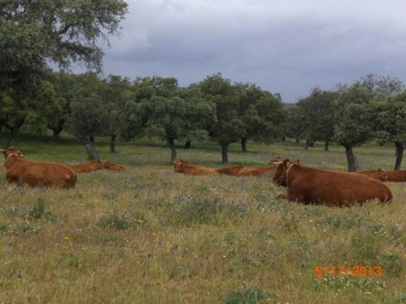 Foto Finca en Venta en Los Pedroches, Villanueva de Córdoba, Cordoba - 13 hectareas - € 10.000 - FIV11529 - BienesOnLine